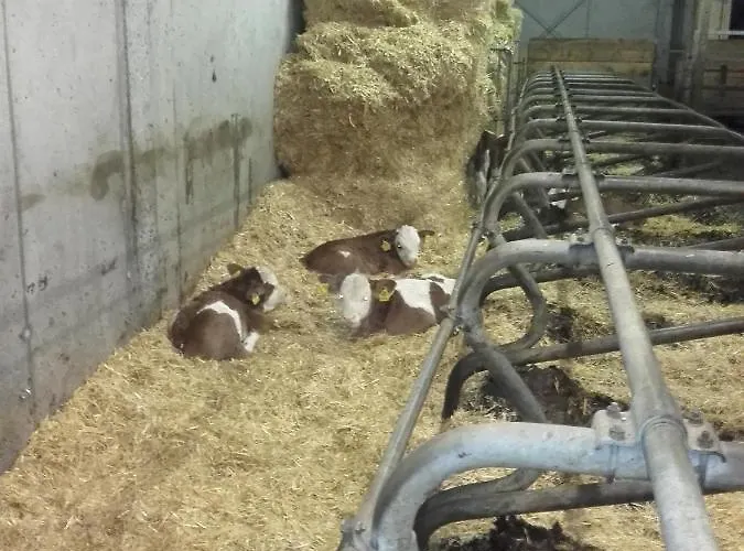 Vakantieboerderij Burtscherhof In Braz Ausserbraz